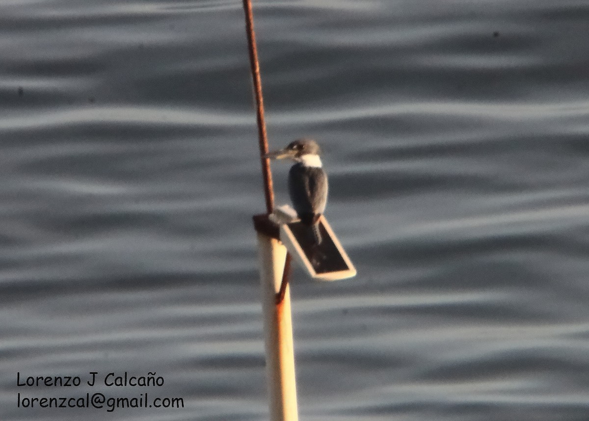 Ringed Kingfisher - ML357820101