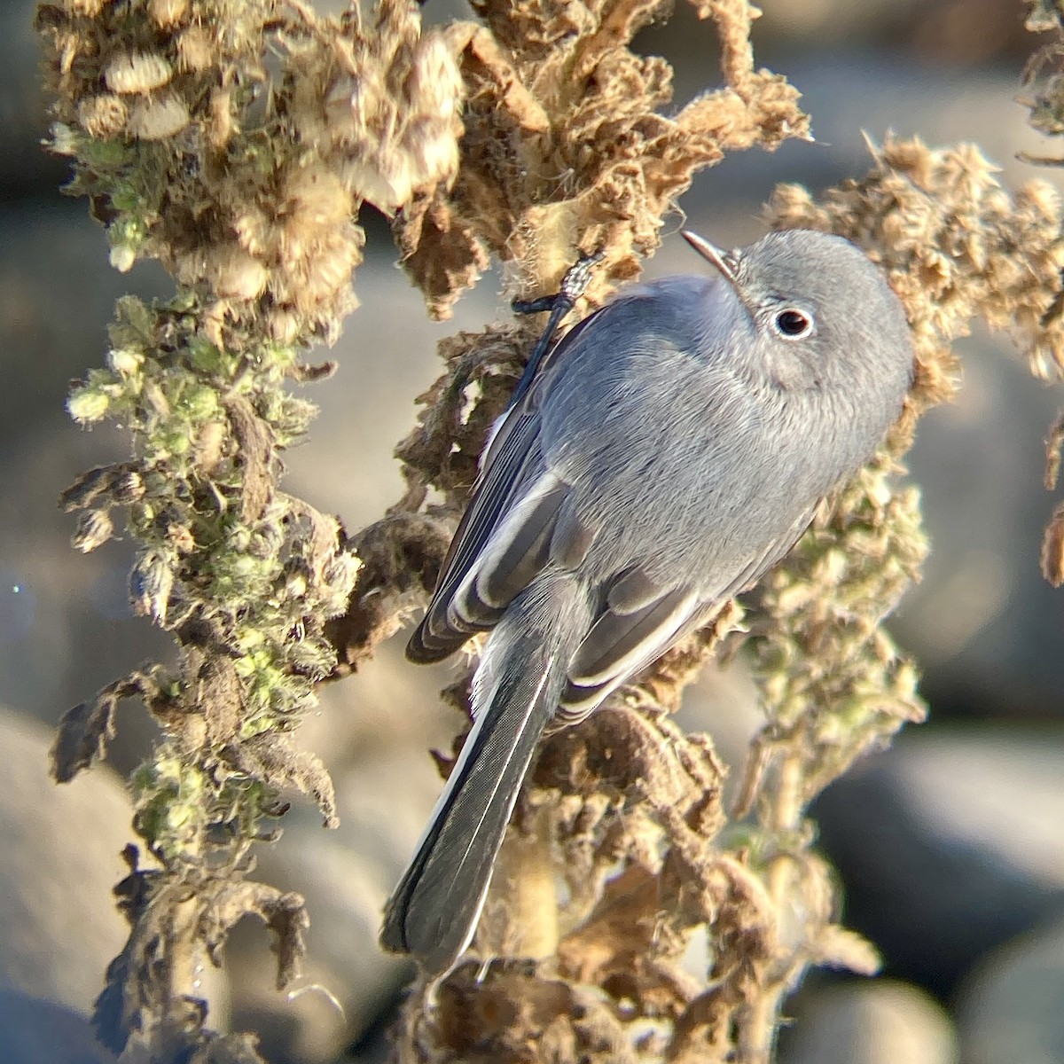 Blue-gray Gnatcatcher - ML357820211