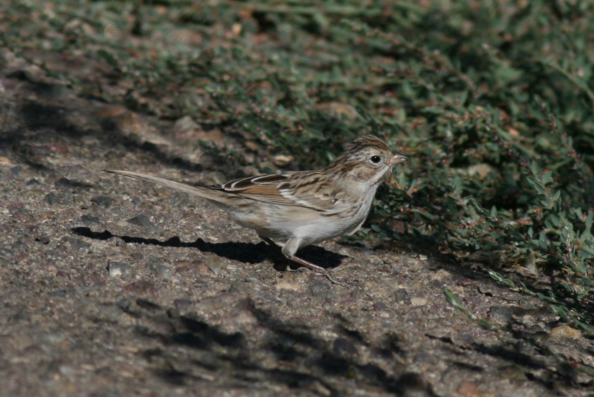 Brewer's Sparrow - Justyn Stahl