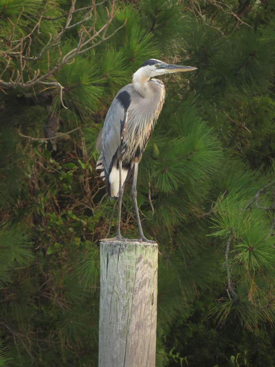 Great Blue Heron - ML357824021