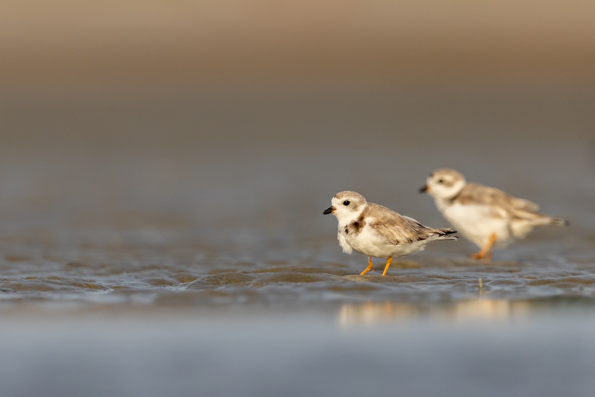 Piping Plover - Brad Imhoff