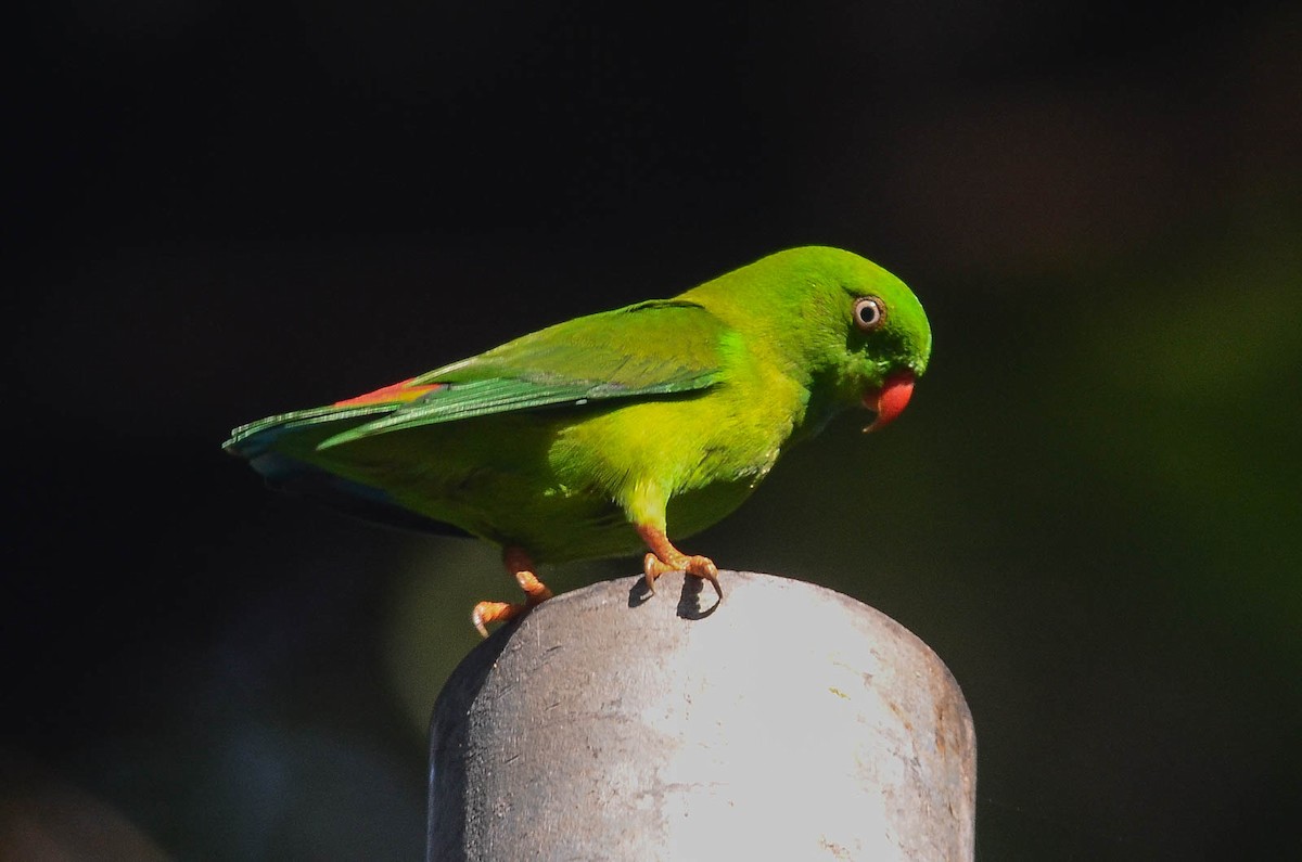 Vernal Hanging-Parrot - ML35782541