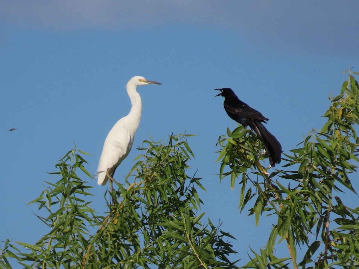 Snowy Egret - ML357825431