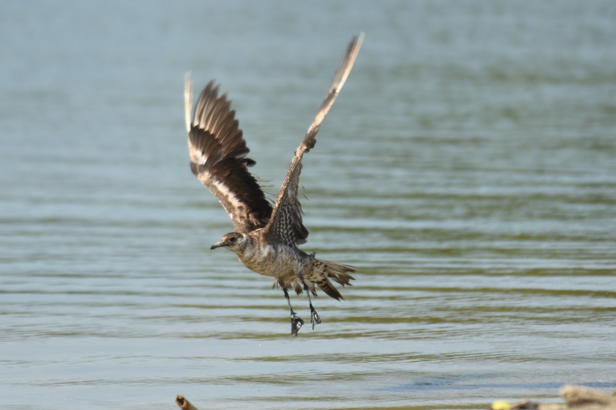 Parasitic Jaeger - ML357825691