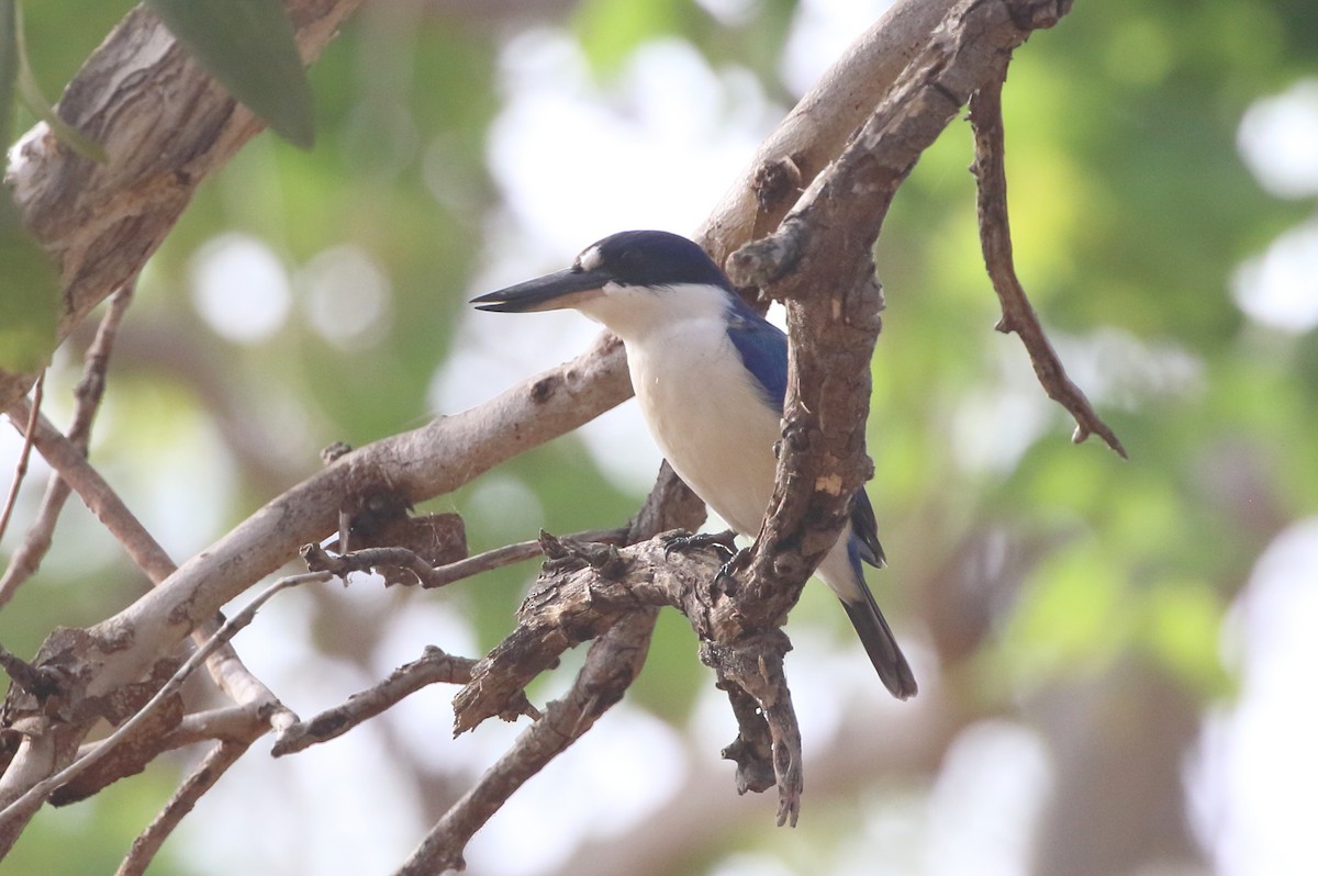 Forest Kingfisher - ML357826281
