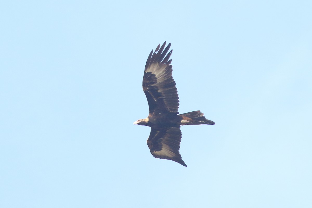 Wedge-tailed Eagle - ML357826301
