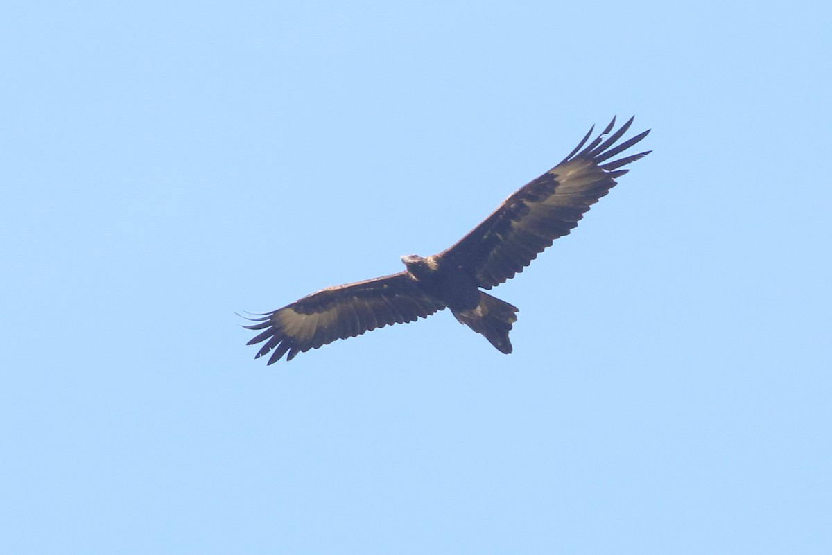 Wedge-tailed Eagle - ML357826321