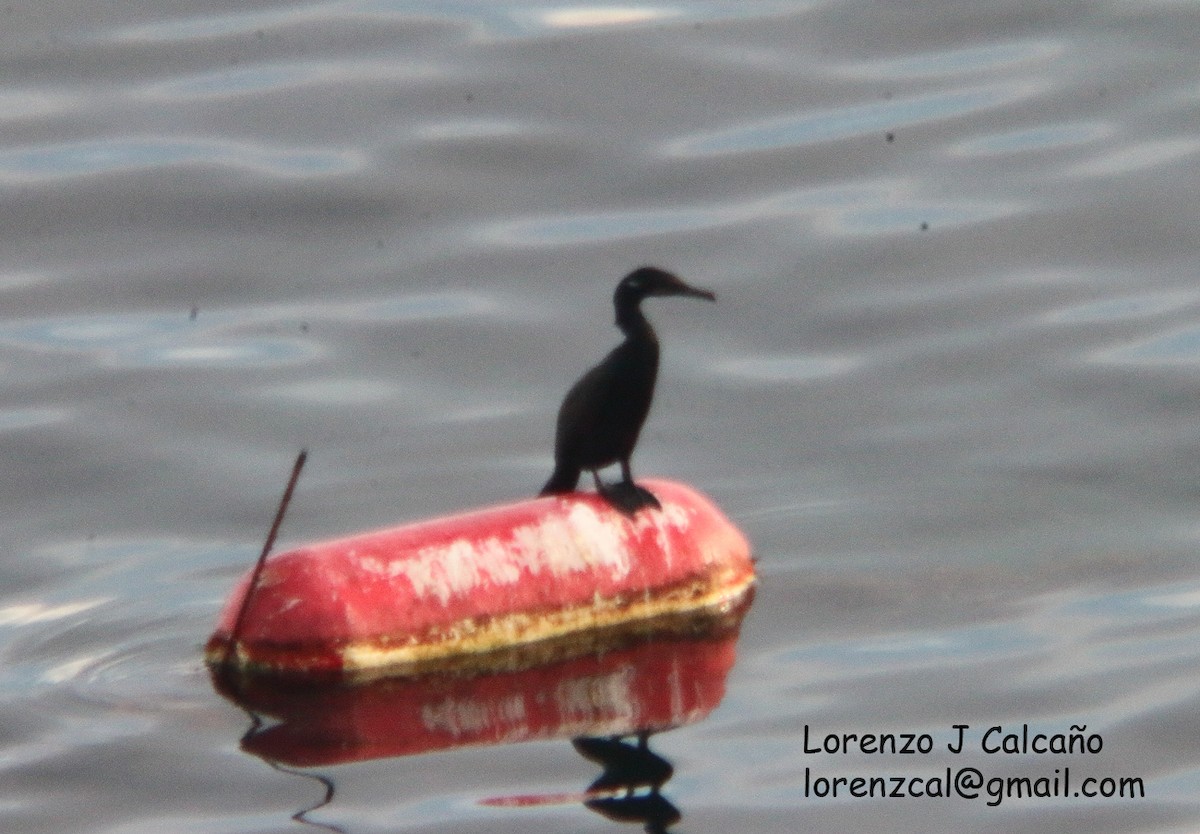 Neotropic Cormorant - ML357827741