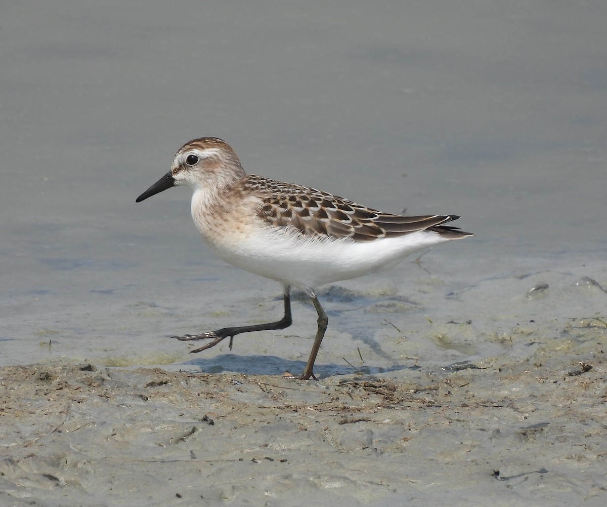 Semipalmated Sandpiper - ML357828771