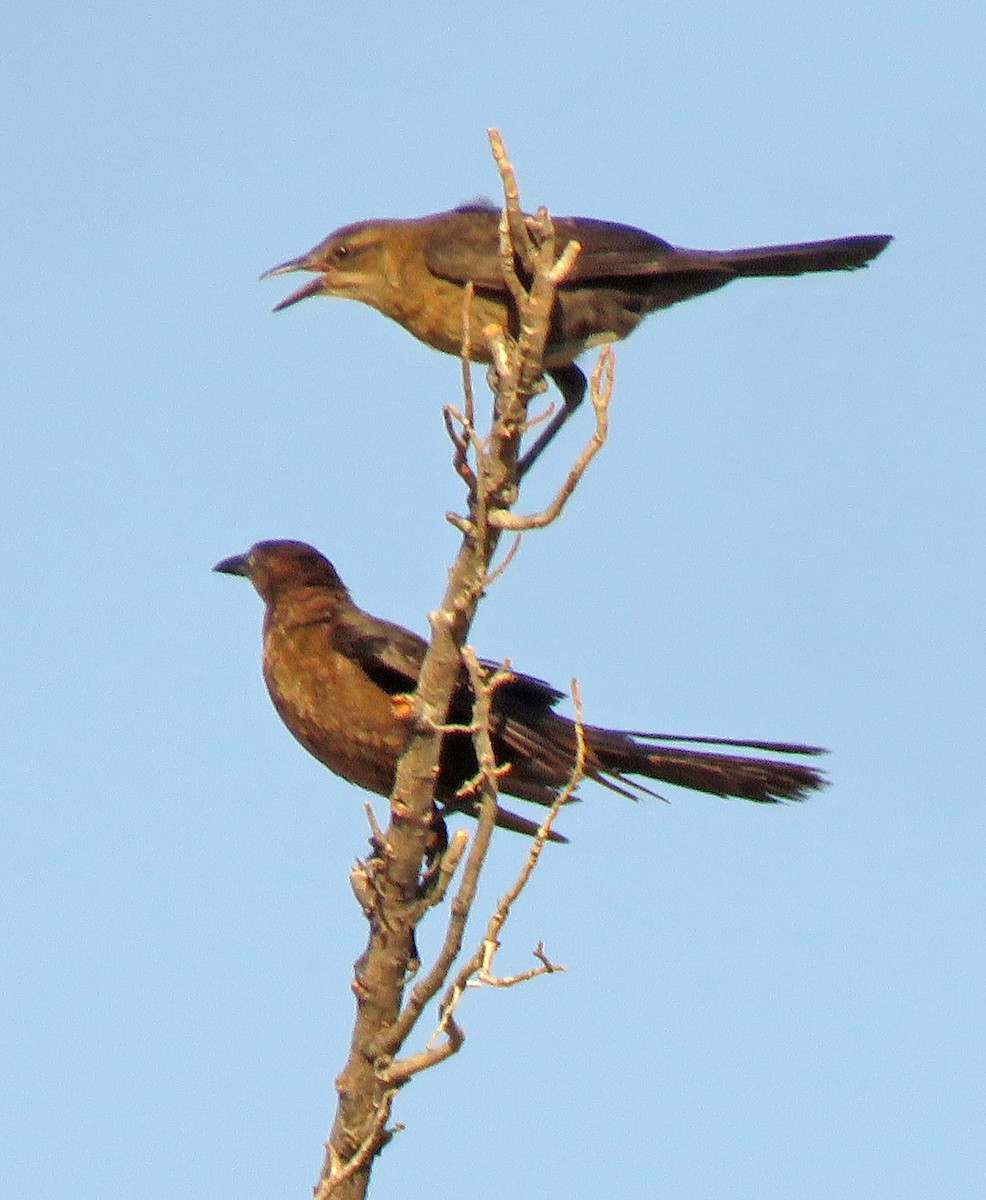 Great-tailed Grackle - Diane Drobka