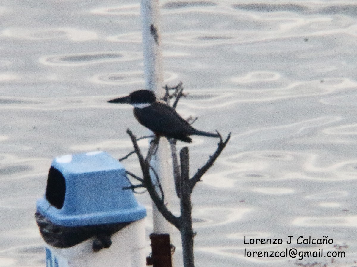 Ringed Kingfisher - ML357830131