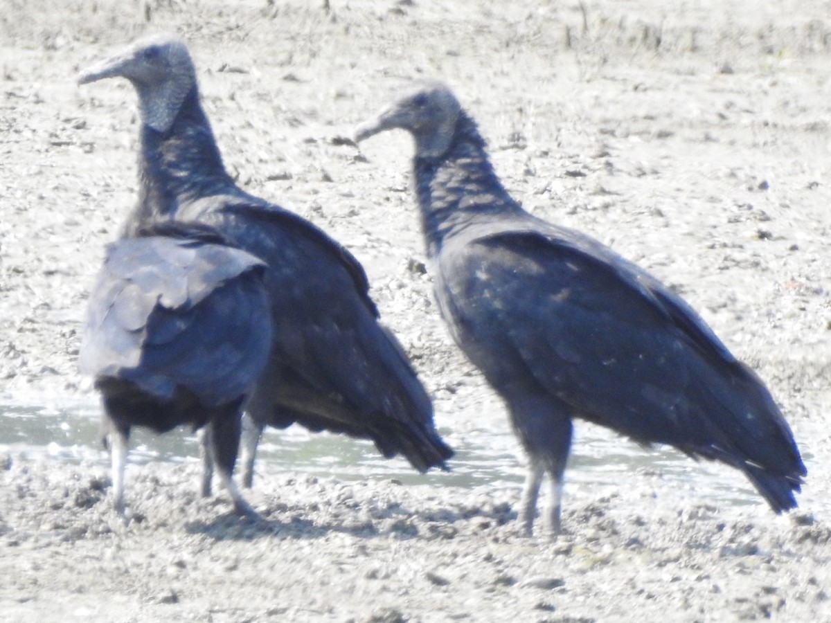 Black Vulture - ML357833581