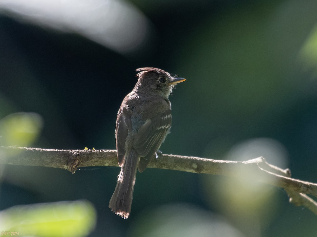 Pileated Flycatcher - T I