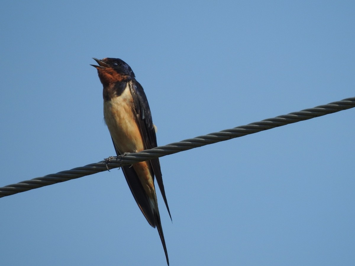 Barn Swallow - ML357834061