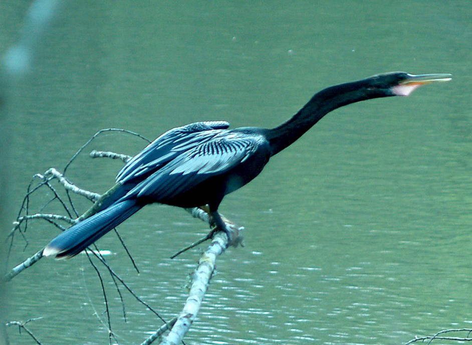 Anhinga - ML357834571
