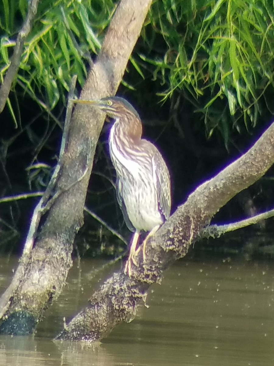 Green Heron - ML357835441