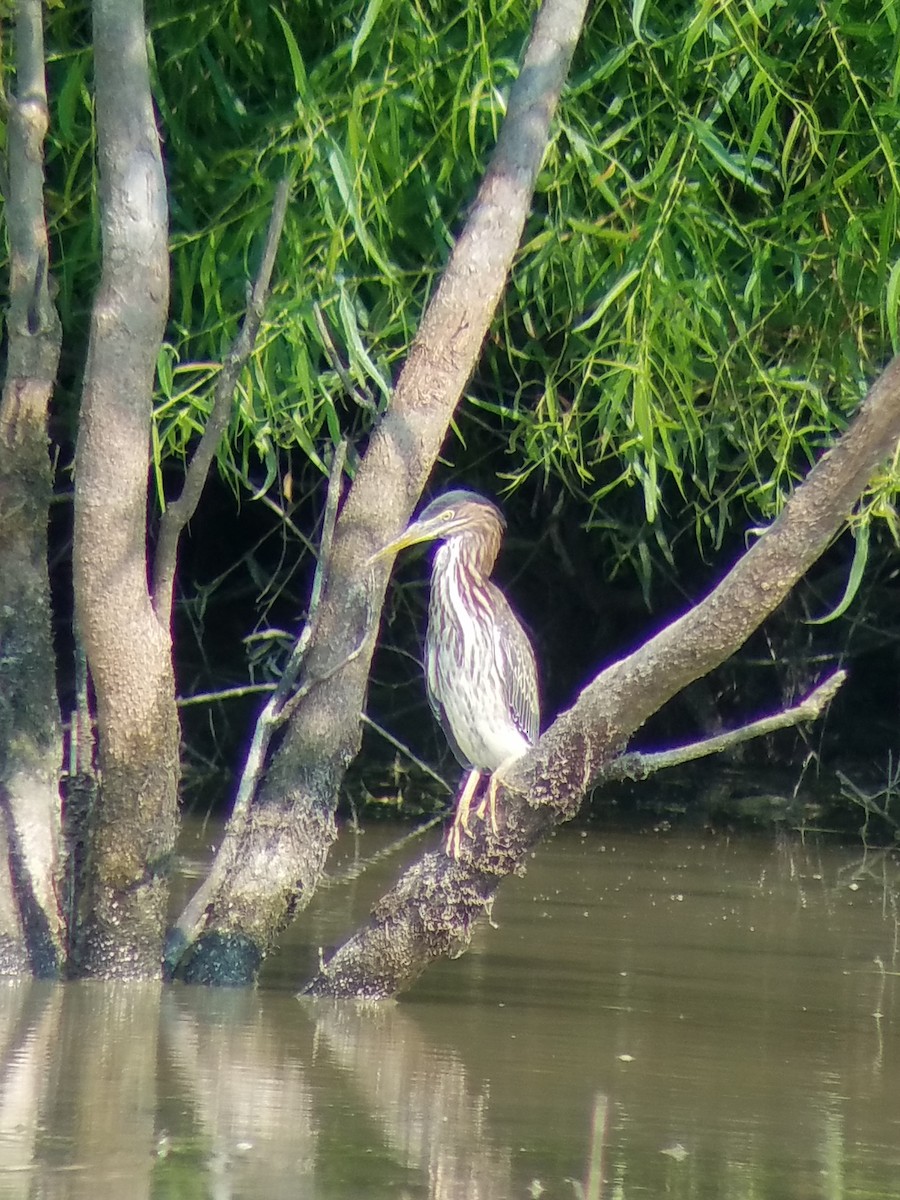 Green Heron - ML357835971