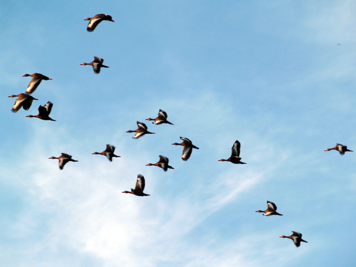 Black-bellied Whistling-Duck - ML357837161