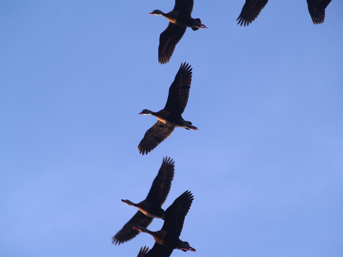 Black-bellied Whistling-Duck - ML357837451