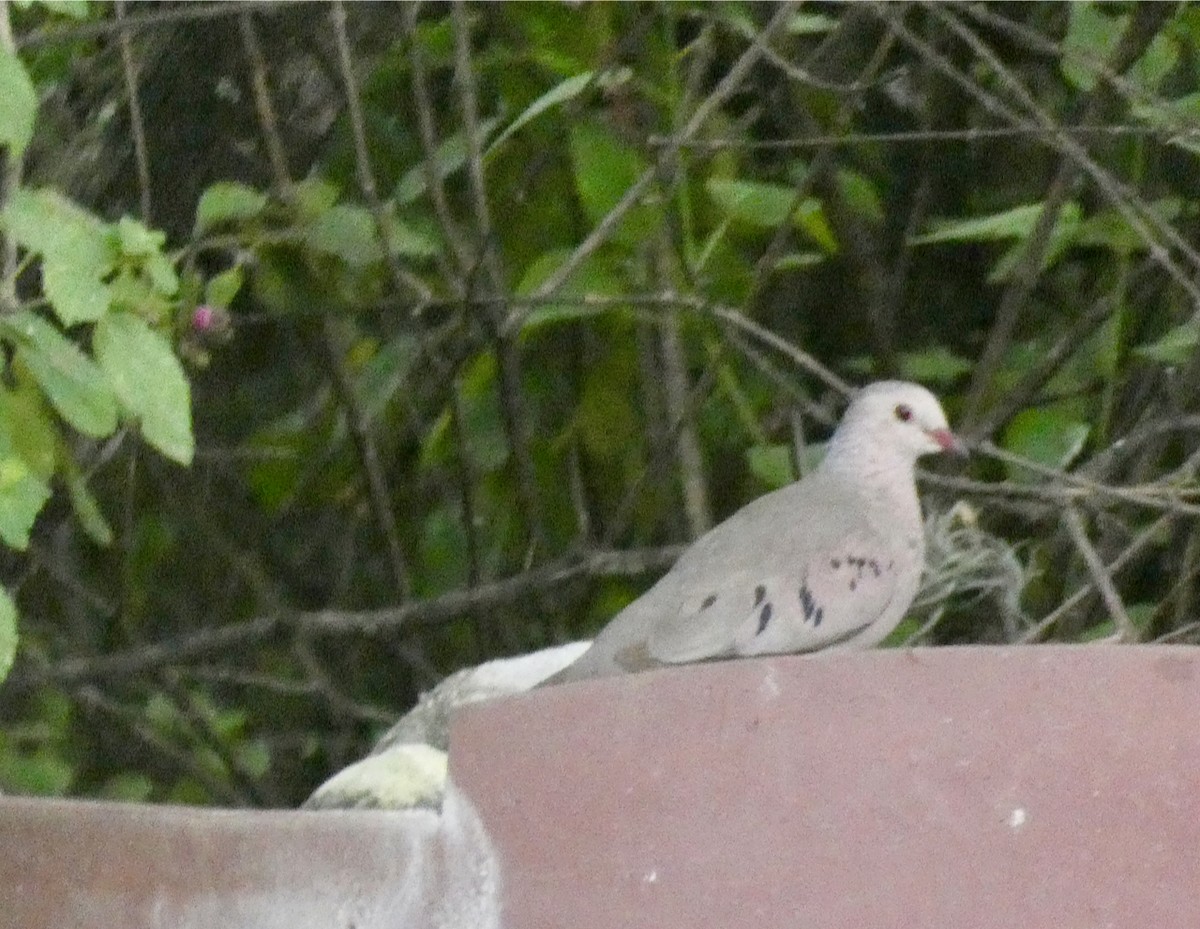 Common Ground Dove - ML357838601