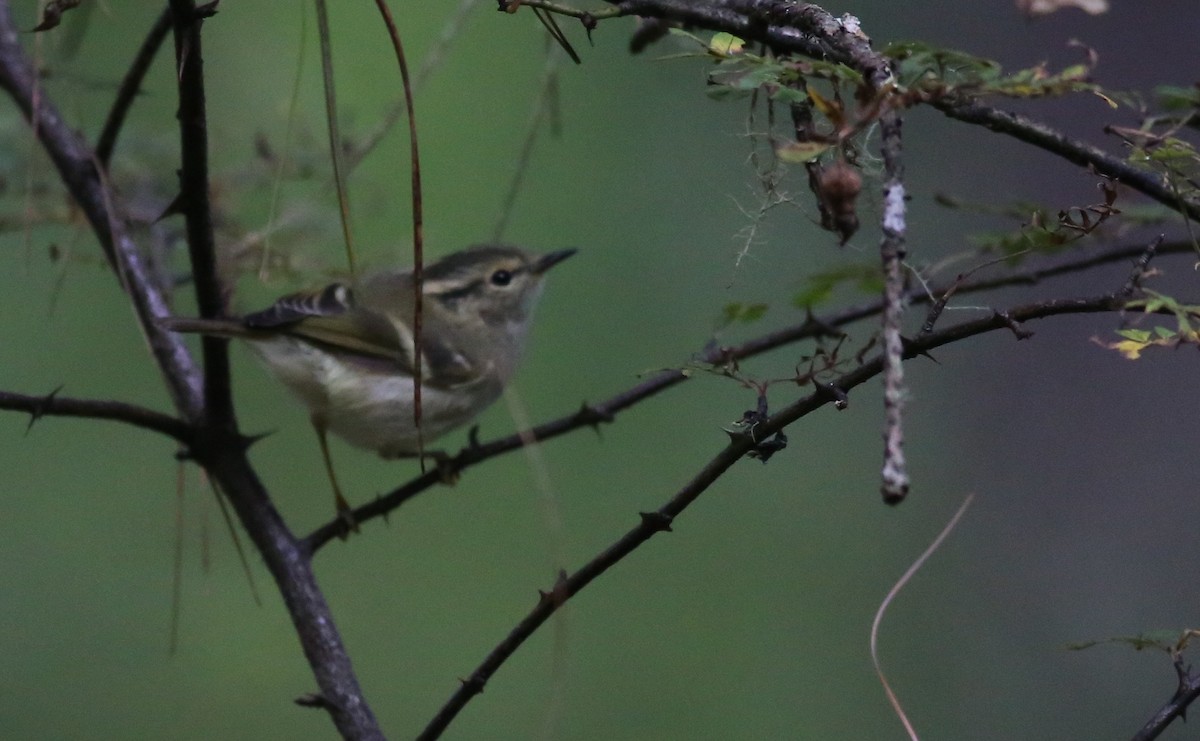 Lemon-rumped Warbler - Peter Hosner