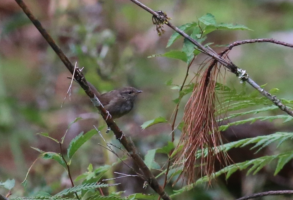 Gray-sided Bush Warbler - ML35784131