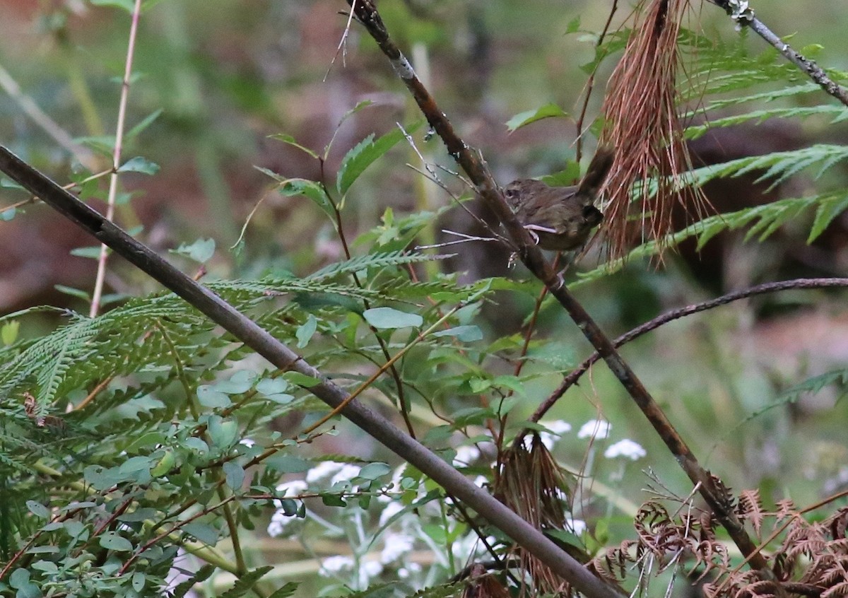 Gray-sided Bush Warbler - ML35784141