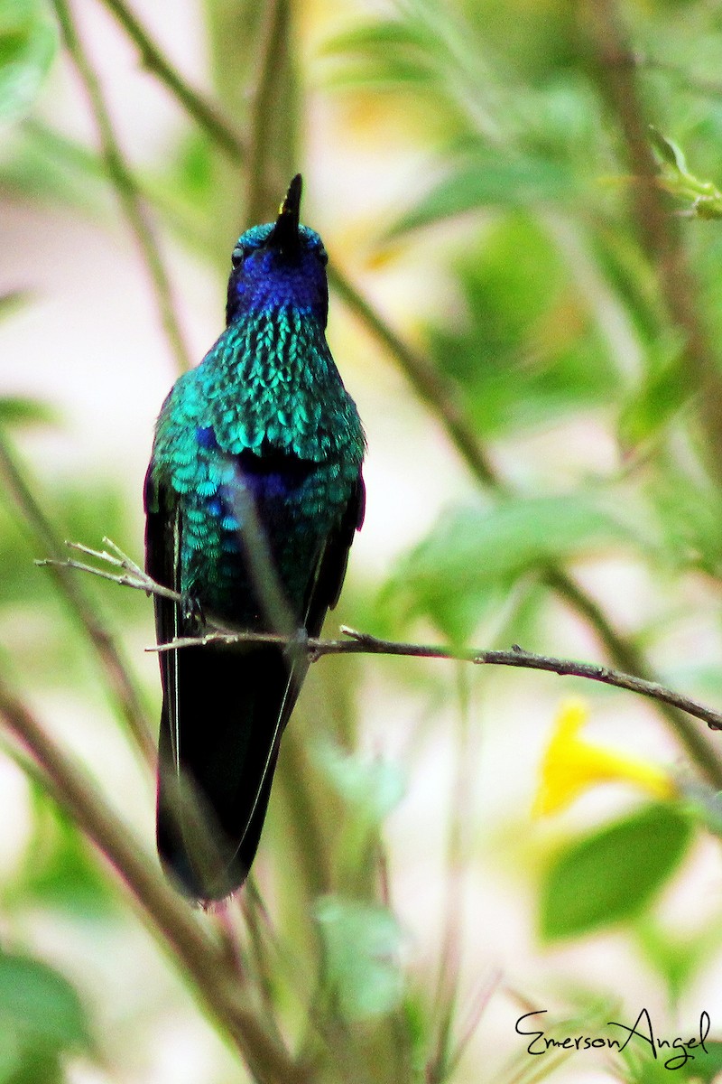 kolibřík modrouchý - ML357841781