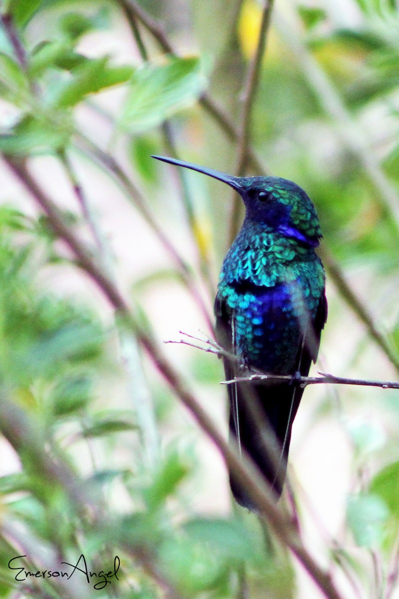 kolibřík modrouchý - ML357841821
