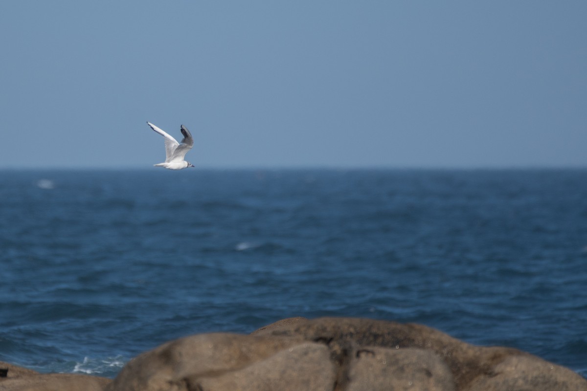 Mouette rieuse - ML357841931