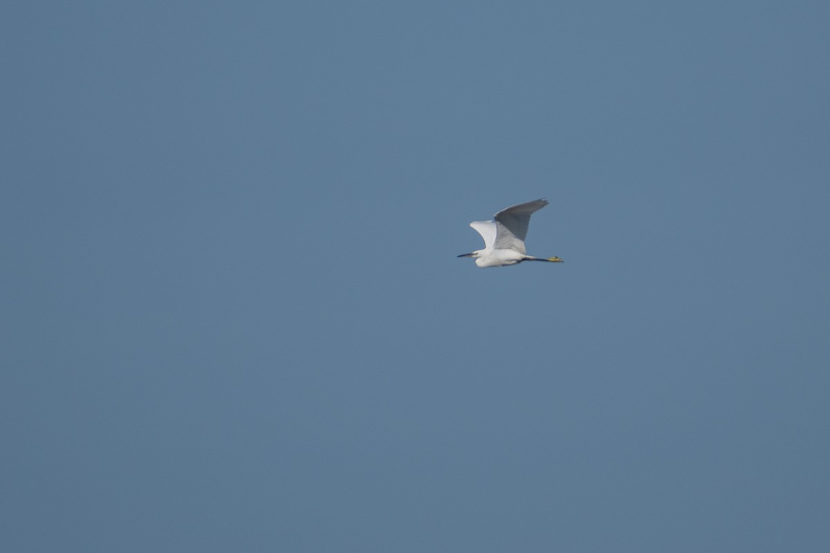 Little Egret - ML357842121