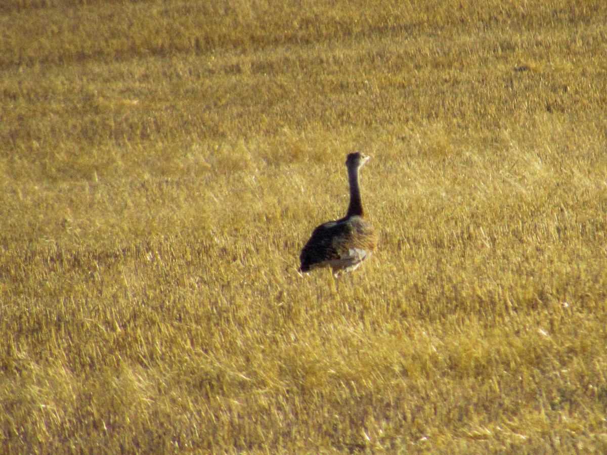 Great Bustard - ML357842171