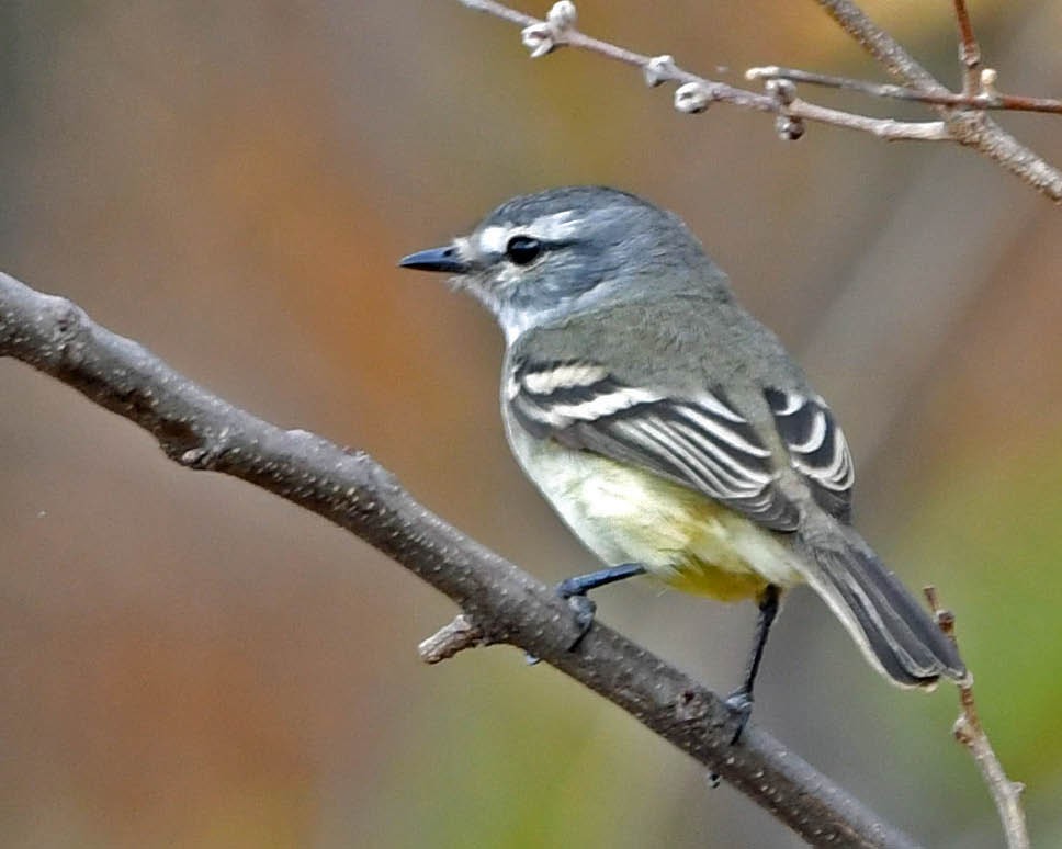 Straneck's Tyrannulet - Tini & Jacob Wijpkema