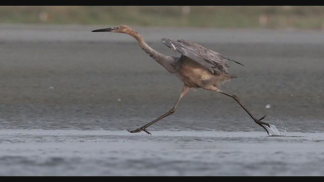 Reddish Egret - ML357842741