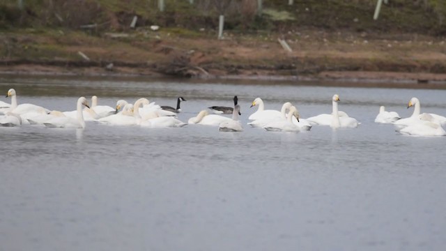 Whooper Swan - ML357843801