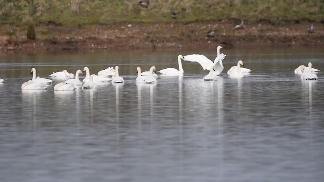 Whooper Swan - ML357843851