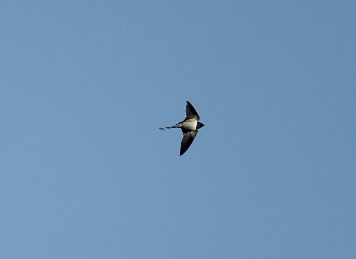 Barn Swallow - ML357843971