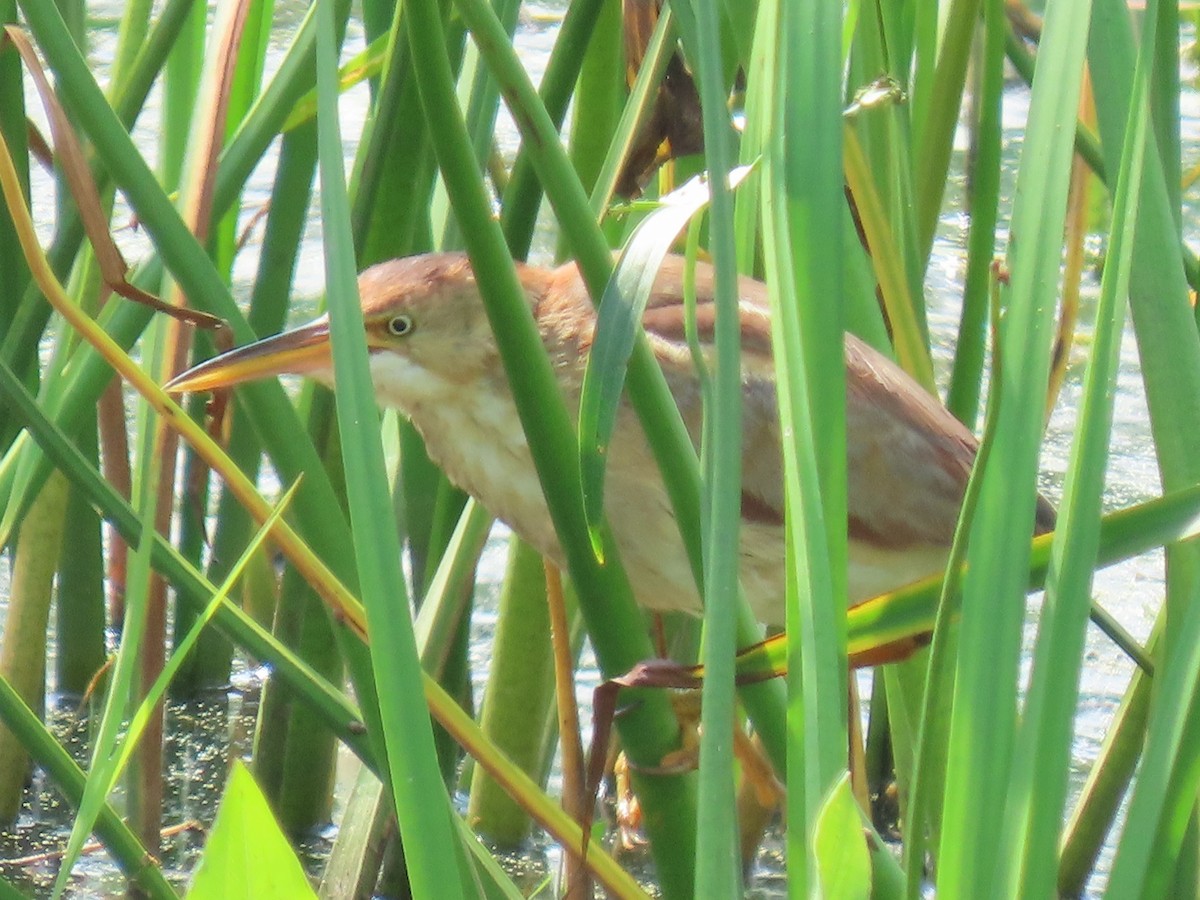 Least Bittern - ML357845221