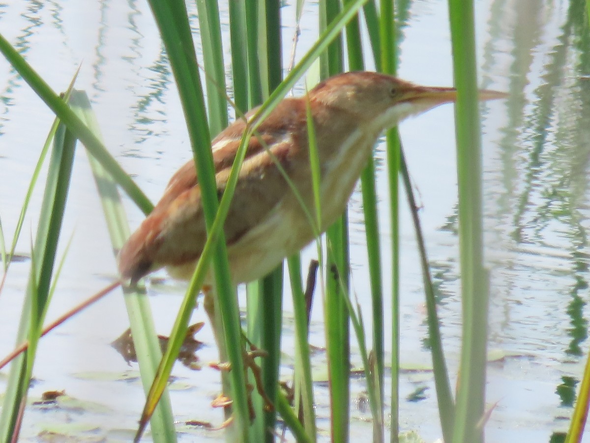 Least Bittern - ML357845231