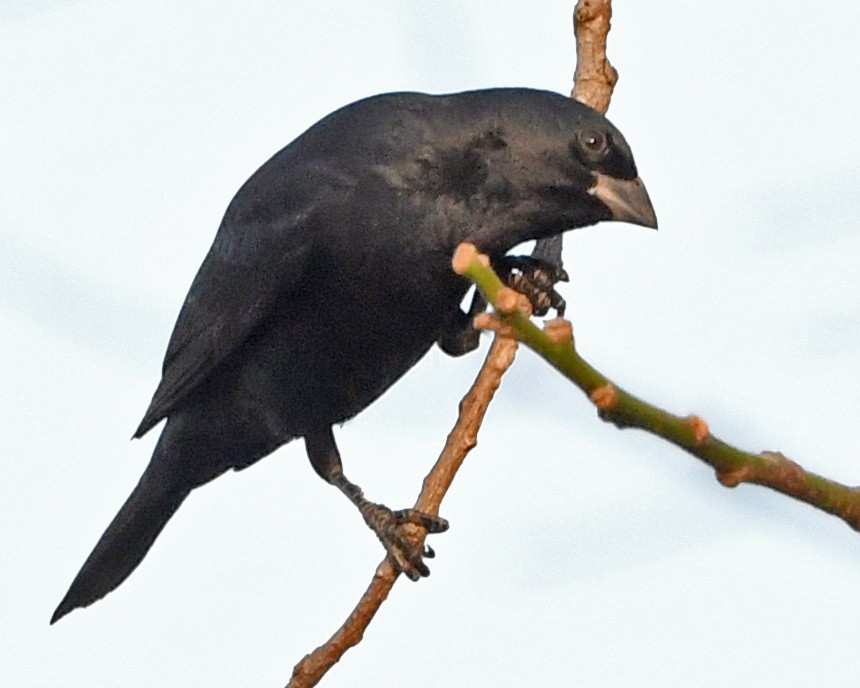 ナキコウウチョウ - ML357845641