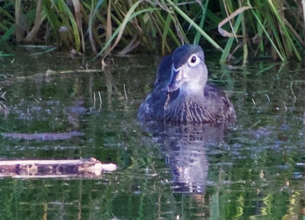 Pato sp. - ML357847051