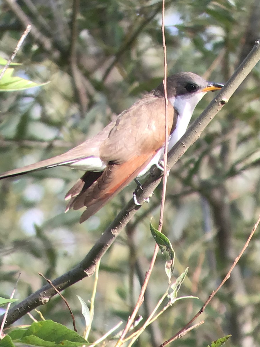 Yellow-billed Cuckoo - Thomas Wood