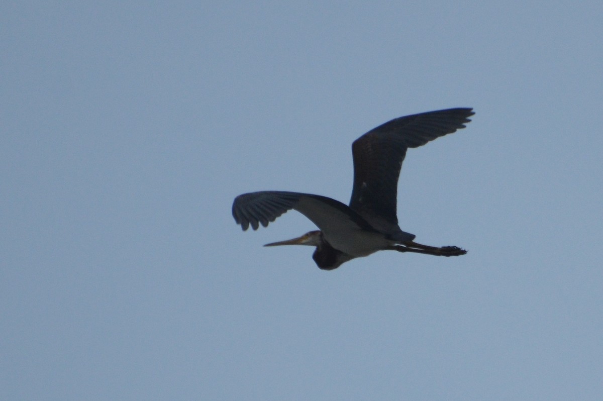 Tricolored Heron - ML357848691