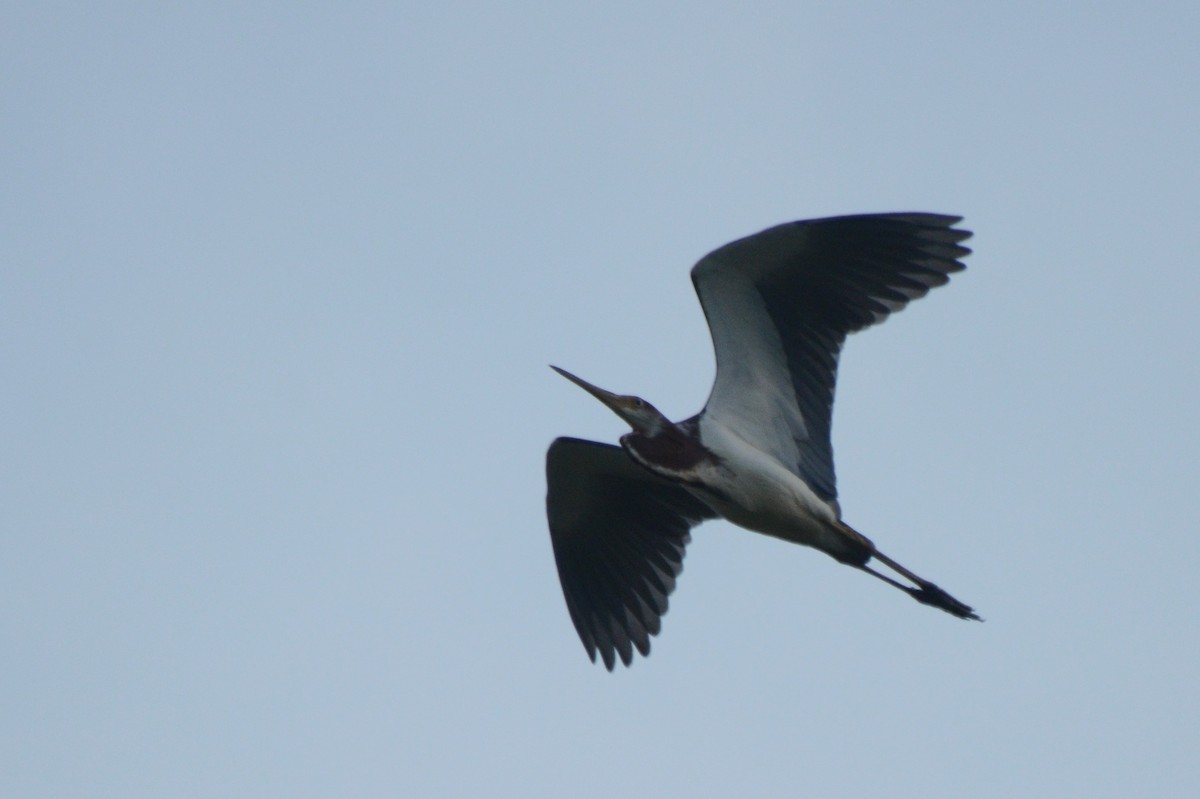 Tricolored Heron - ML357848701
