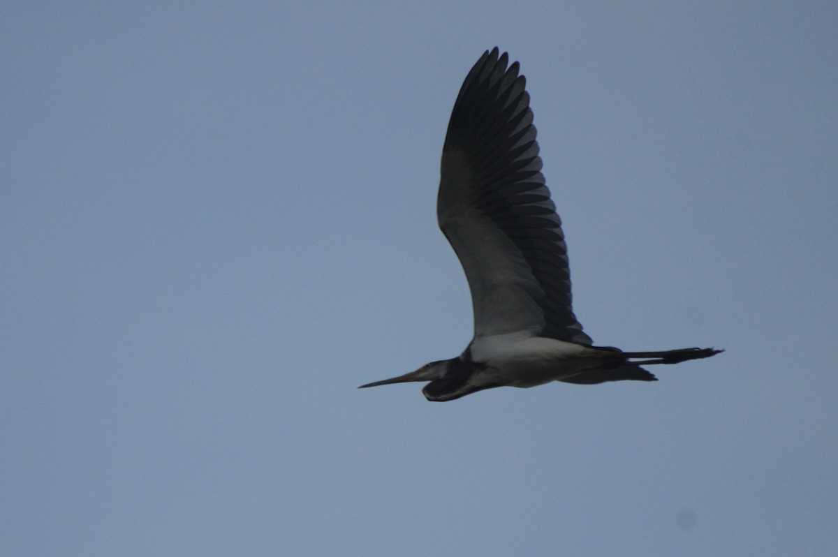 Tricolored Heron - ML357848711