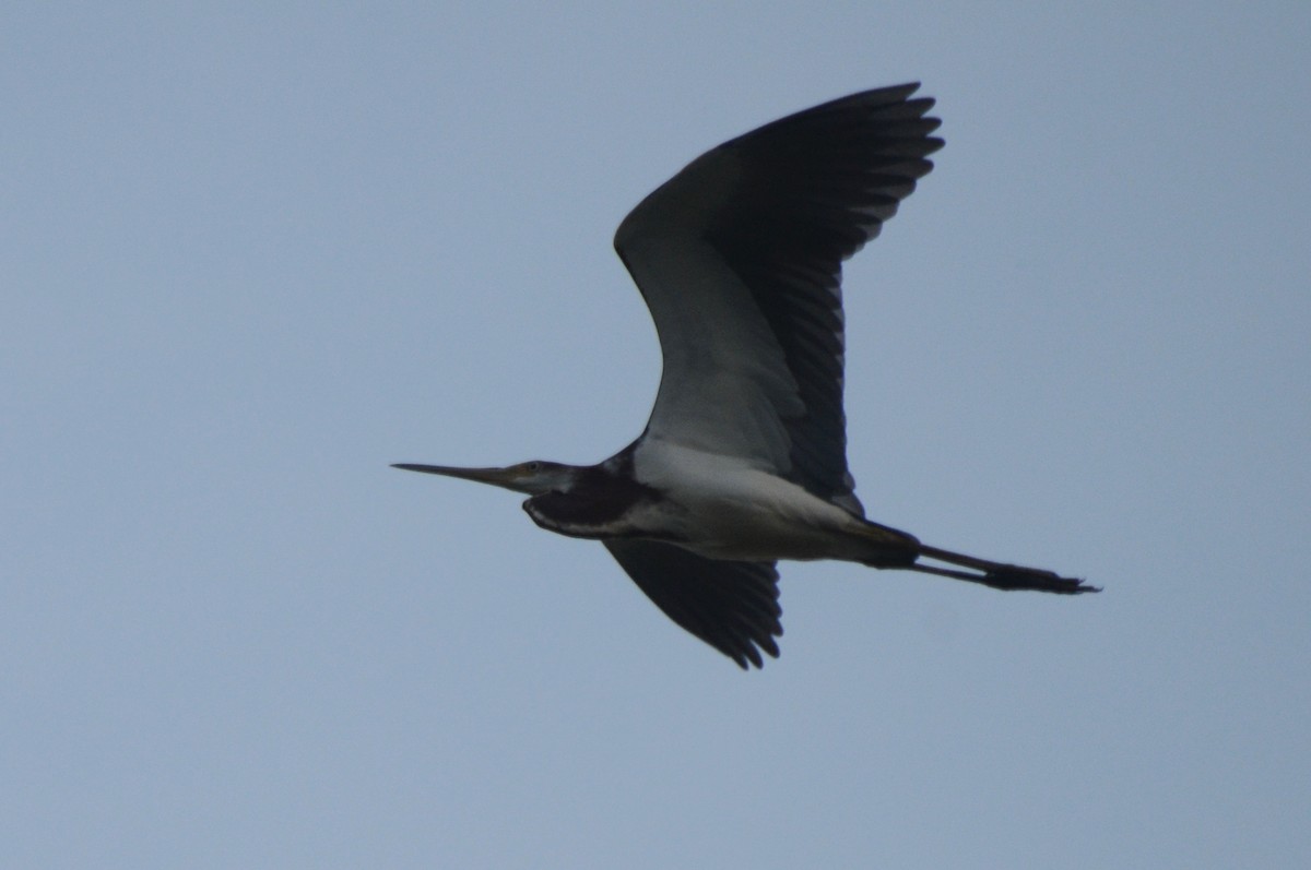 Tricolored Heron - ML357848731
