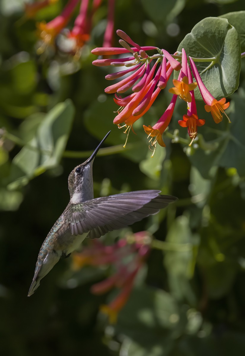 Ruby-throated Hummingbird - Jorge Montalvo