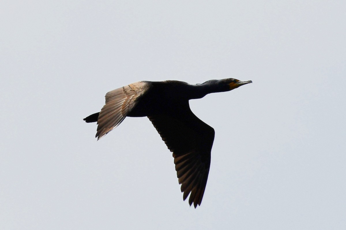 Cormoran à aigrettes - ML357849551