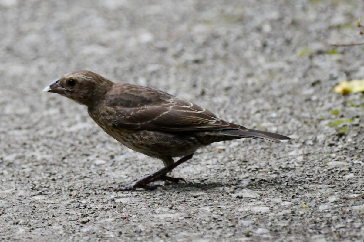 Brown-headed Cowbird - ML357850971