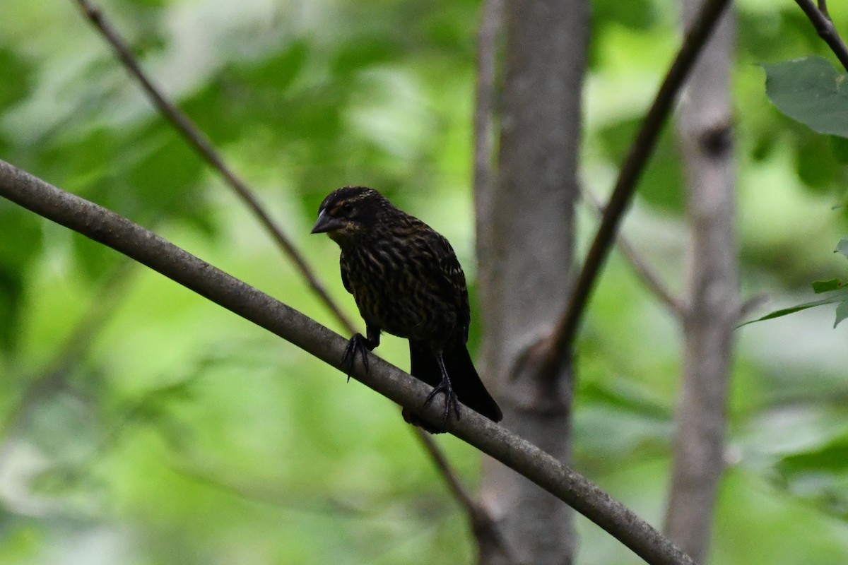 Red-winged Blackbird - ML357851001